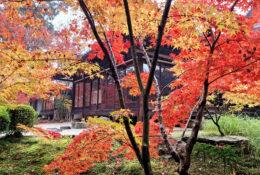 Japan_Autumn_2025 (12/47)